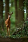 Abends im Wald