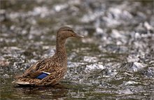 Stockente am Bach