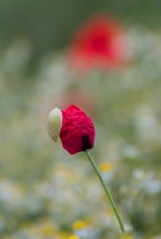 Mohn in Kamille