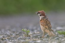 Don Kamille und der Spatz