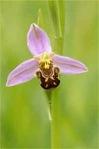 Ophrys apifera