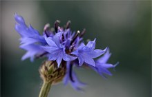 Kornblumenblau