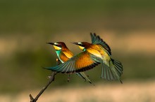 Merops apiaster-Bienenfresser