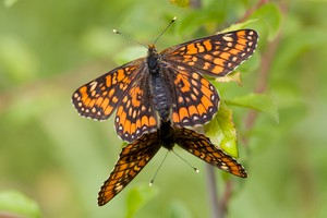 Kleiner Maivogel