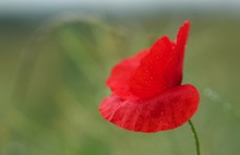 Mohn...