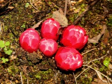 Rätselbild in Rot