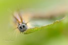 Ringelspinner-Raupe auf Himbeere