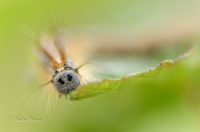 Ringelspinner-Raupe auf Himbeere