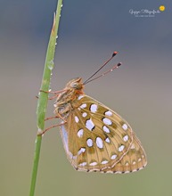 Großer Perlmuttfalter