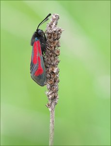 *Zygaena purpuralis/minos*