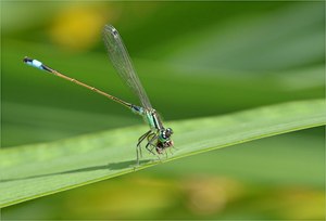 Zu Mittag gibt´s Fliege