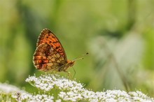 Mädesüß-Perlmuttfalter im Gegenlicht