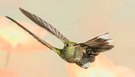 Tanz der Kolibris
