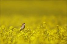 Dorngrasmücke (Sylvia communis)