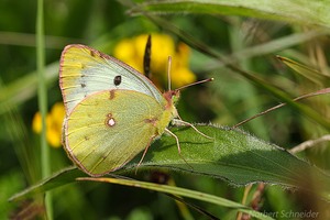 Goldene Acht,Colias hyale,