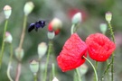 Die blauschwarze Holzbiene im Anflug