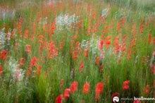 Mohn Teil 3