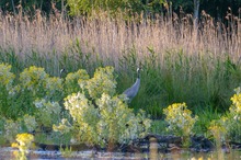 Am Sumpfsee