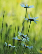 Traumhafte Margeriten Saison ..