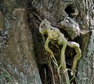 Alien im Baum