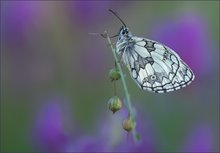 *Melanargia galathea*