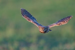 Attackemodus des Jungkauzes