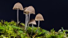 Experiment - Pilze wachsen und zerfallen
