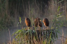 Morgenmuffel-Reiher