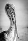 Pelikan Portrait am Strand