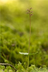 Kleines Zweiblatt (Neottia cordata)