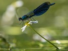 Gebänderte Prachtlibelle auf Flutendem Hahnenfuß