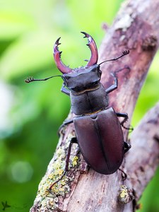 Hirschkäfer (Lucanus cervus)