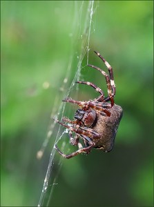 *Araneus grossus*