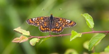 Kleiner Maivogel mit Beifang