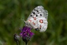 Apollofalter (Parnassius apollo)