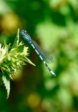 Blaue Elfenlibelle