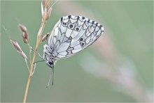 Schachbrettfalter (Melanargia galathea)