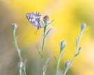 Schachbrettfalter im Abendschein