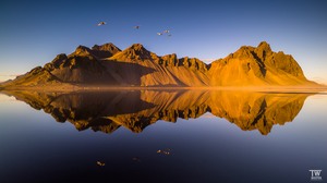 Singschwäne über dem Vestrahorn...