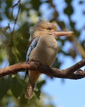 Der lachende Hans - Eisvogel - Dacelo leachii