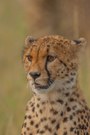 Gepard in der Masai Mara