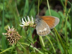 Rotbraunes Wiesenvögelchen