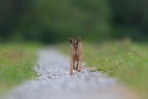 Der Linksabbieger