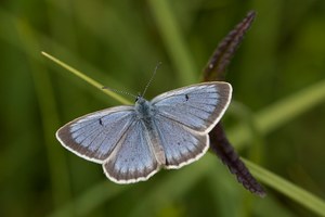 Heller Wiesenknopf Ameisenbläuling