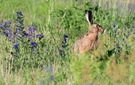 neulich früh auf einer Wiese