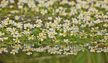 In Wiesenflüsen und GRäben...