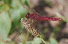 Feuerlibelle für Schärfeapostel