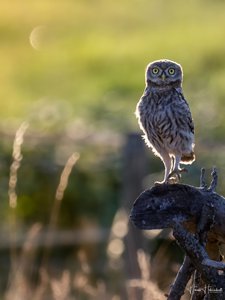 Jungkauz beeindruckt im Streiflicht