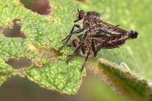 Paarung der Gemeinen Raubfliege