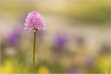 Kugelorchis (Traunsteinera globosa)